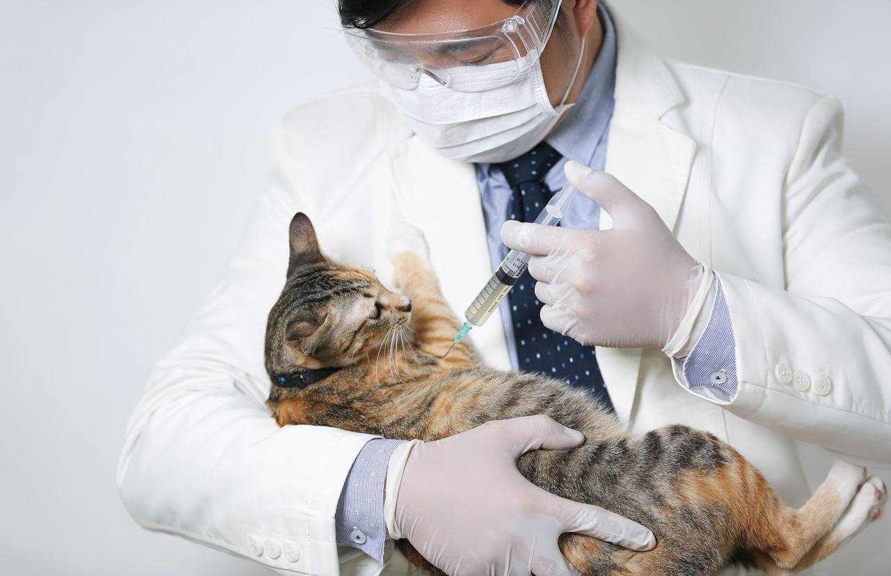kucağındak yavru kediye aşı yapan maskeli, gözlüklü ve eldivenli veteriner hekim