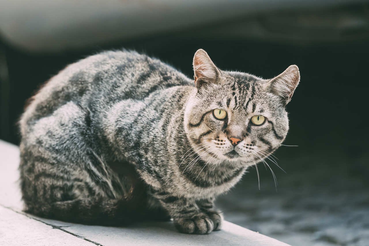 dışarıda oturan gri kırçıllı kedi