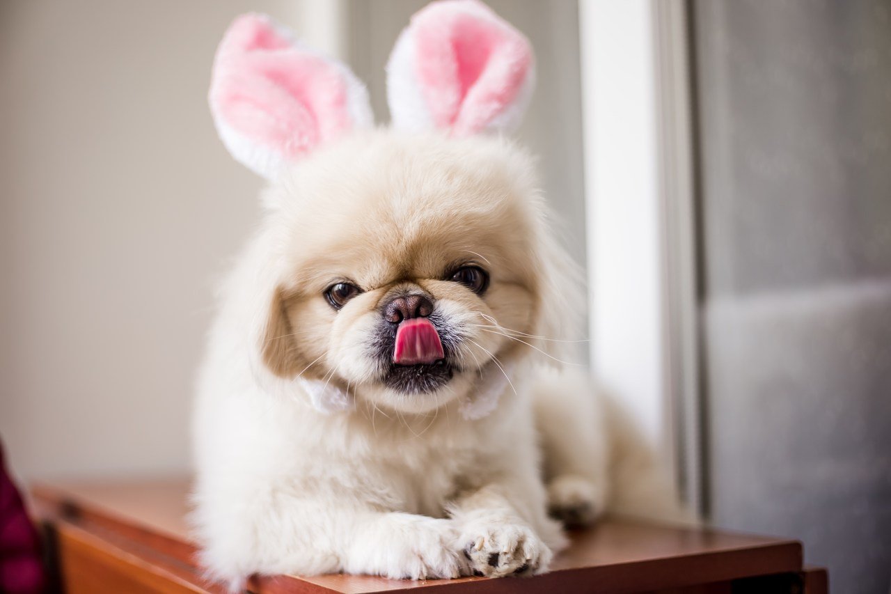 tavşan kulakları takmış sevimli köpek