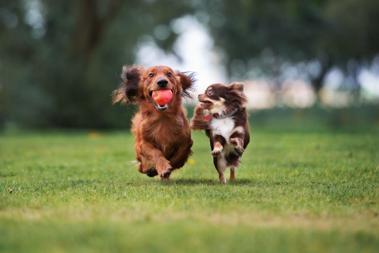 Çimlerin üzerinde oyun oynayan iki küçük köpek