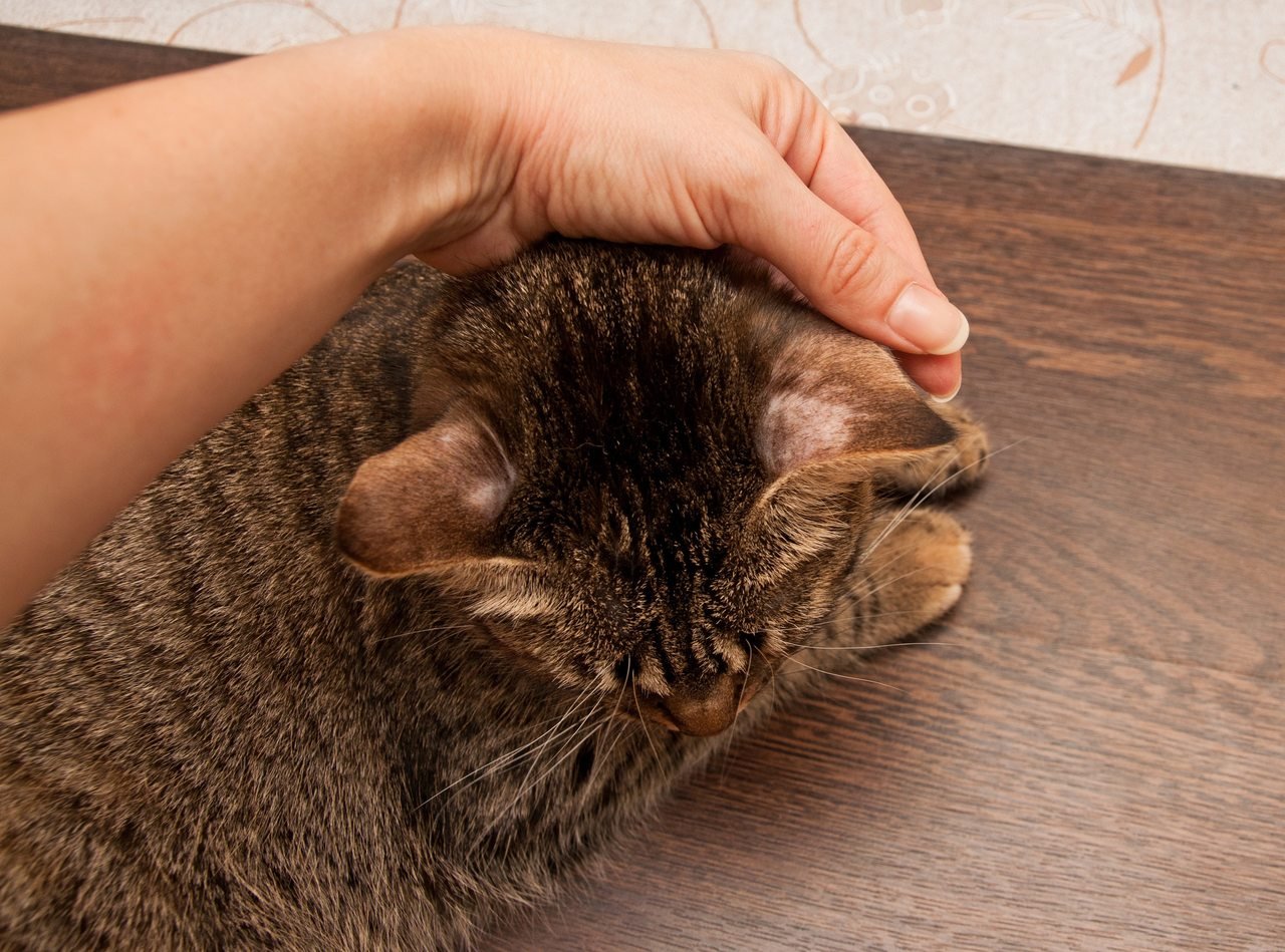 Kedilerde mantar tedavisi konusu için bir örnek olabilecek kulak arkası mantar olmuş tekir cinsi kedi