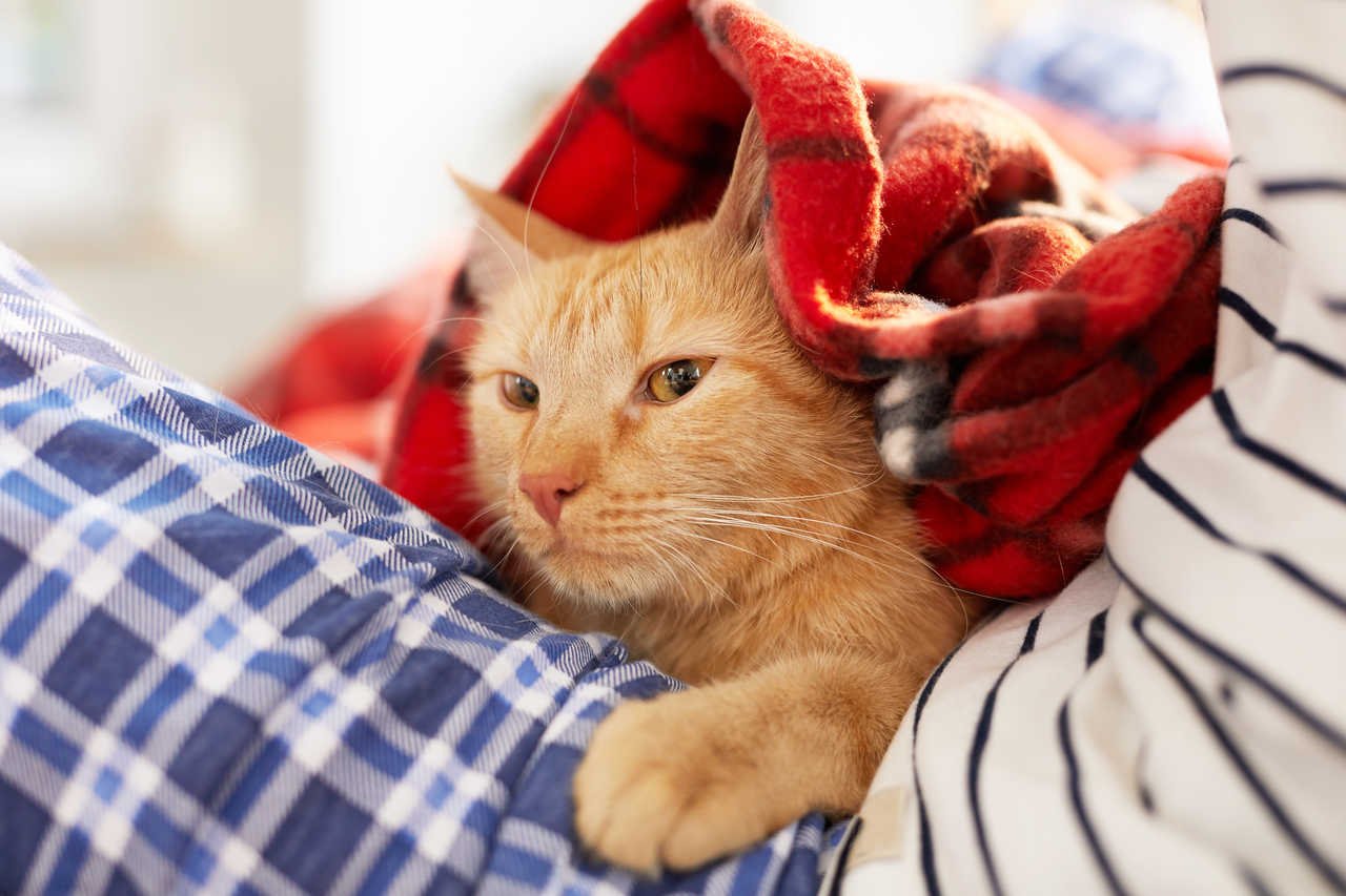 sahibinin kucağında battaniyeye sarılı şekilde oturan turuncu kedi