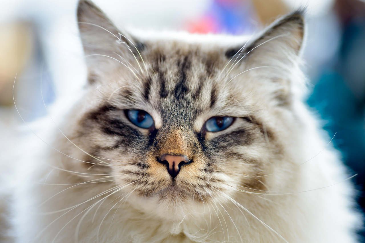 mavi gözlü kedi