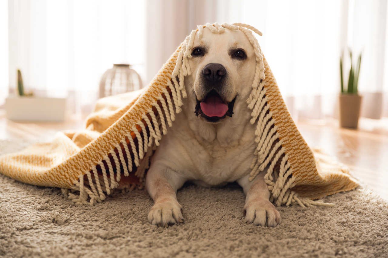 halının üzerinde duran üzerine battaniye örtmüş tatlı köpek
