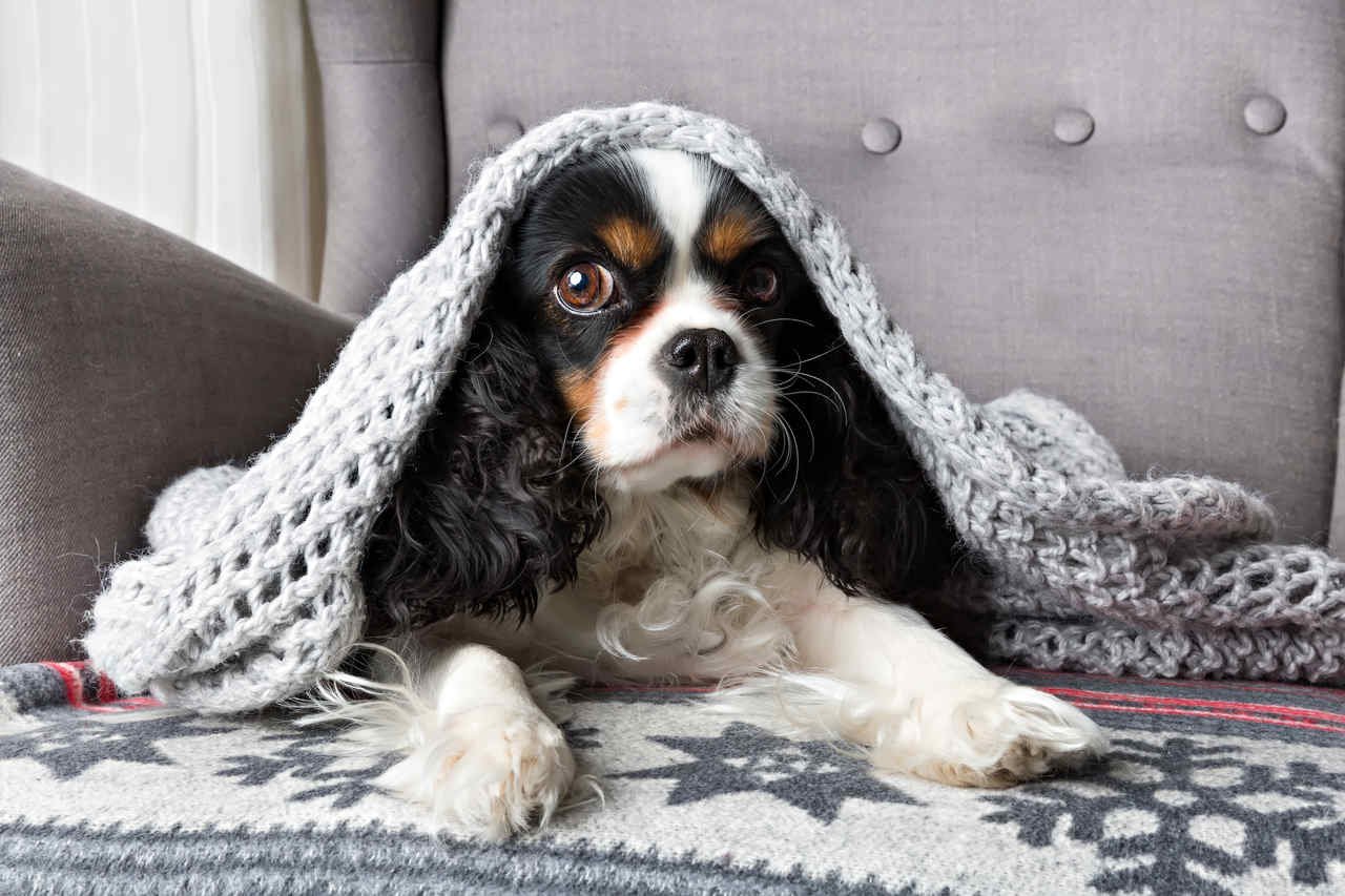 battaniyenin altına yatmış tatlı köpek
