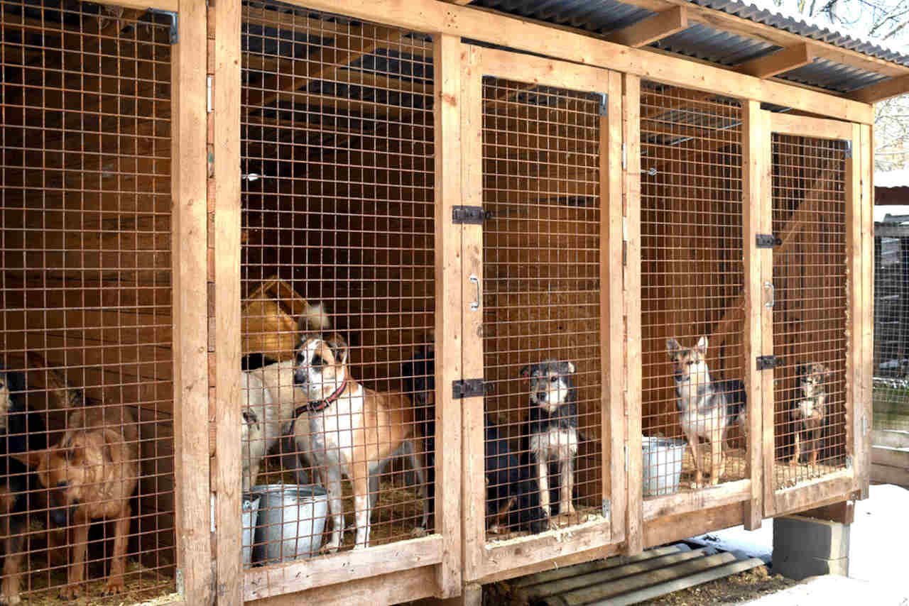 barınakta kafes içinde olan köpekler