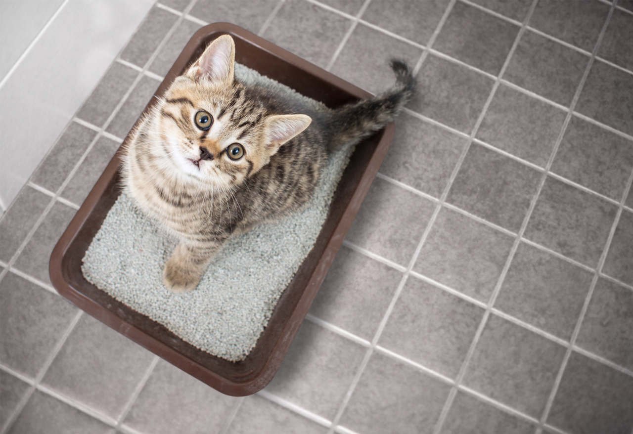 tuvalet kabından bakan yavru kedi