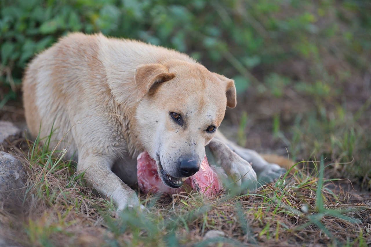 doğada yemek yiyen köpek
