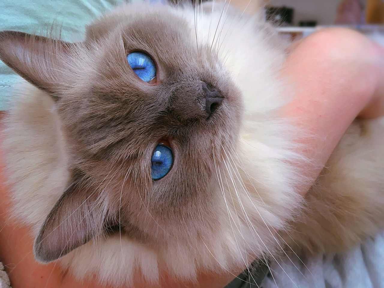 kırçıllı gri tüyleri olan mavi gözlü kedi