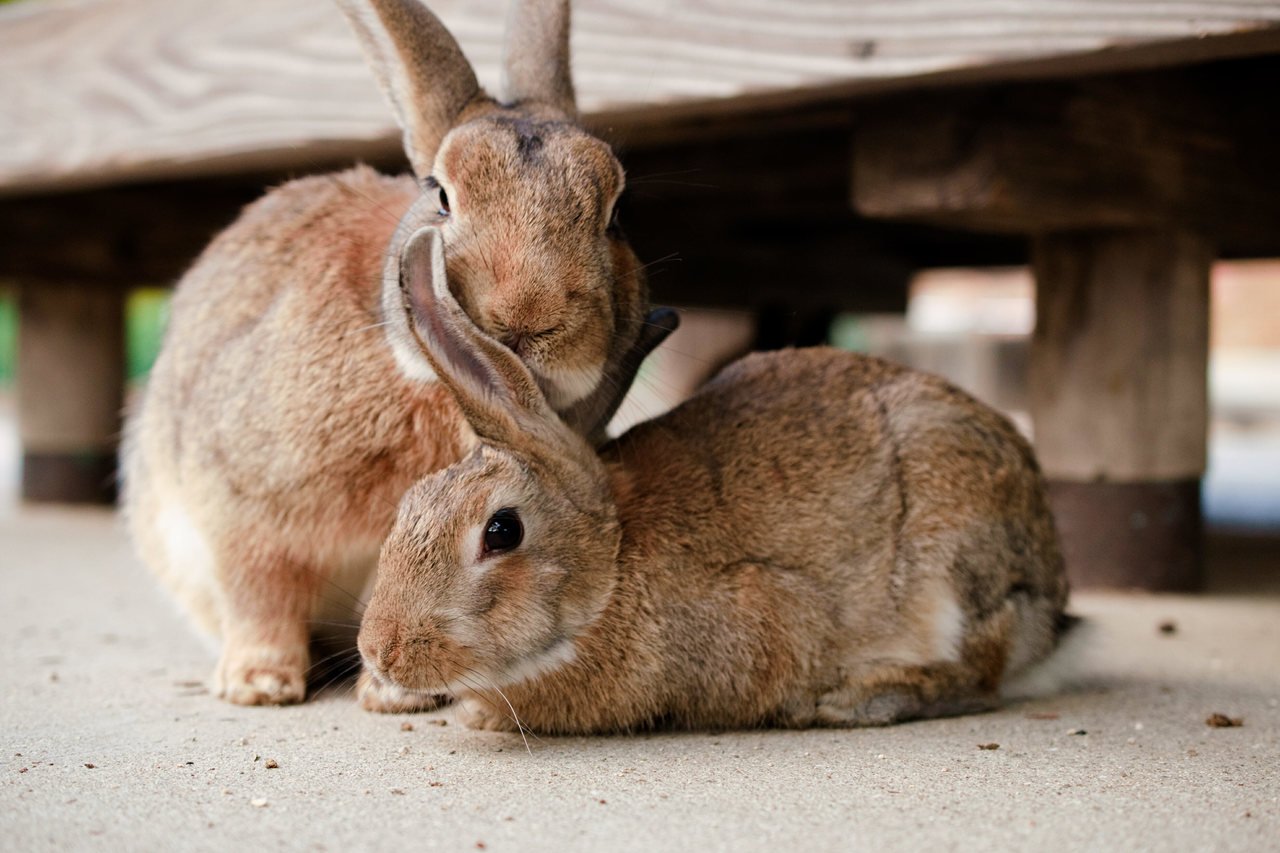 Koksidiyoz nedir sorusuna yanıt niteliğinde iki tane kahverengi tavşan
