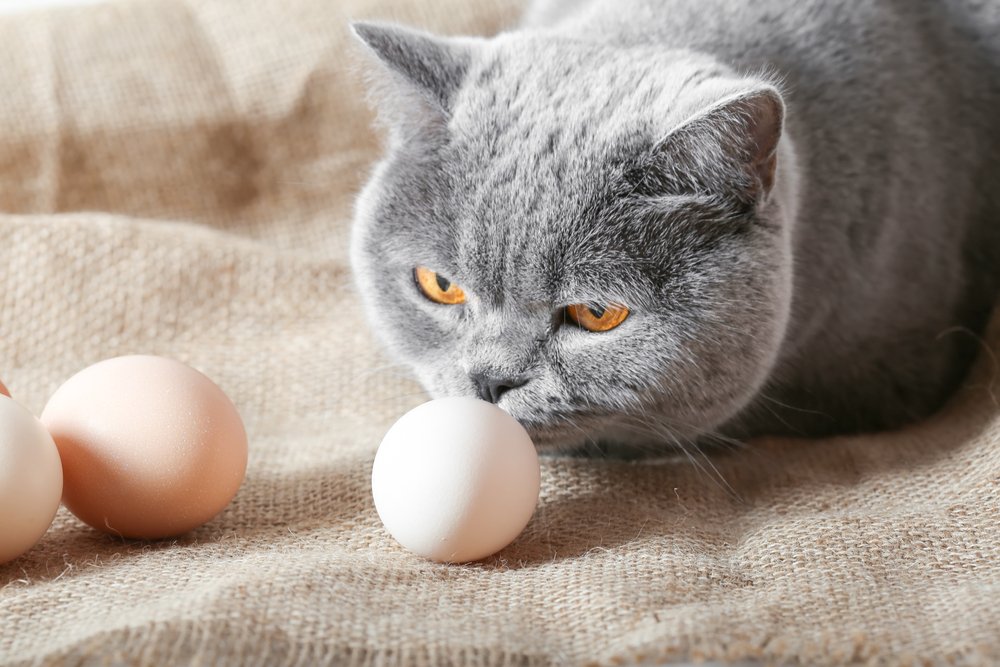 Kedi ve yumurtalar