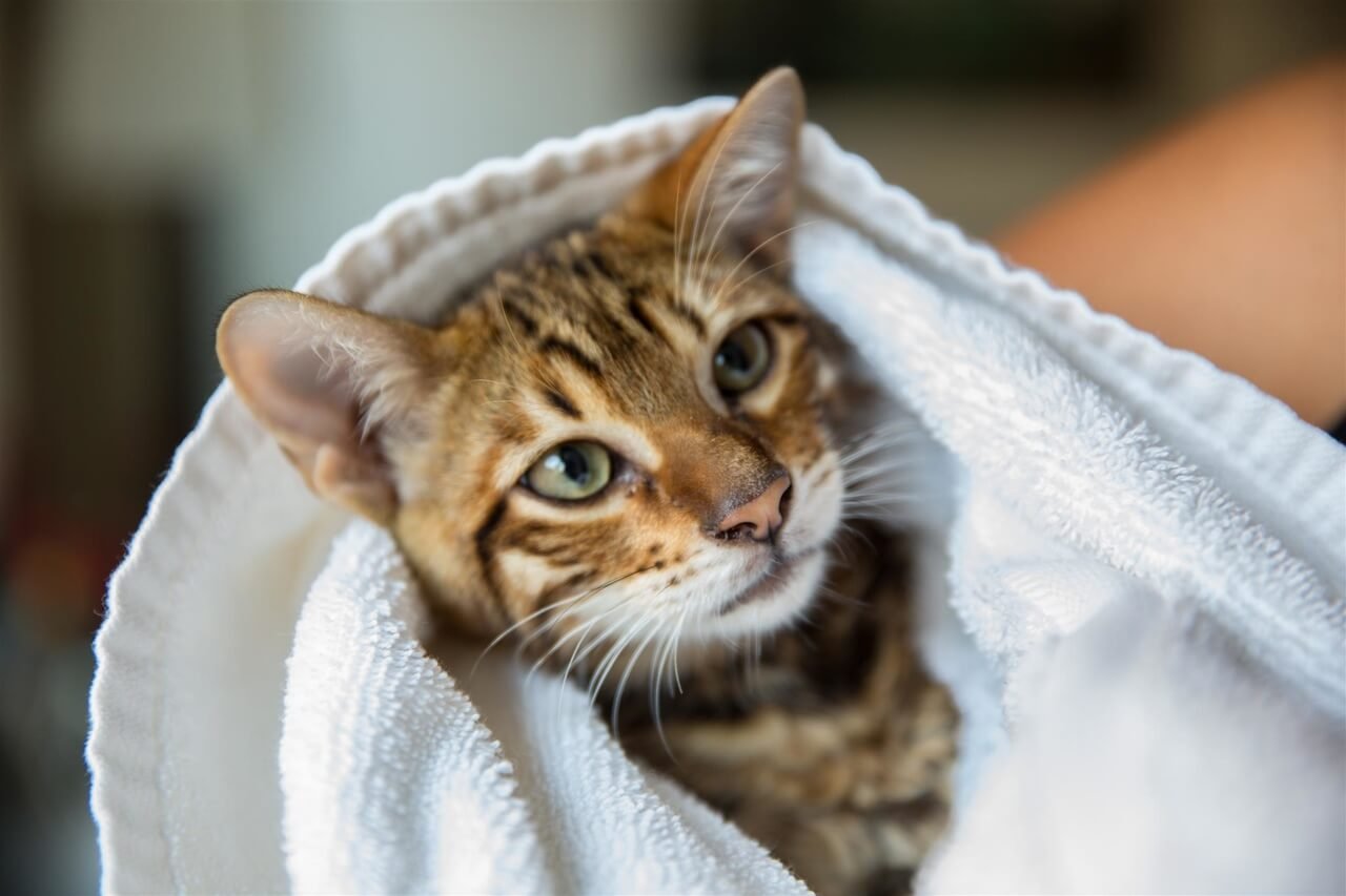 kedi nasıl yıkanır sorusuna yanıt niteliğinde yıkandıktan sonra beyaz havlu ile kurulanan tekir kedi