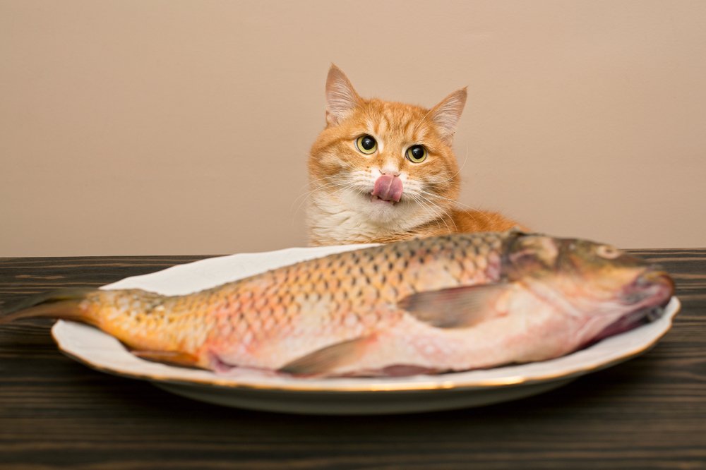 Balık ve dil çıkaran kedi