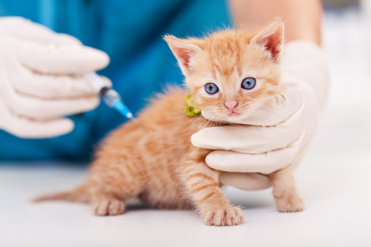 fip hastalığına yakalanmamak için veterinerde aşı olan kedi