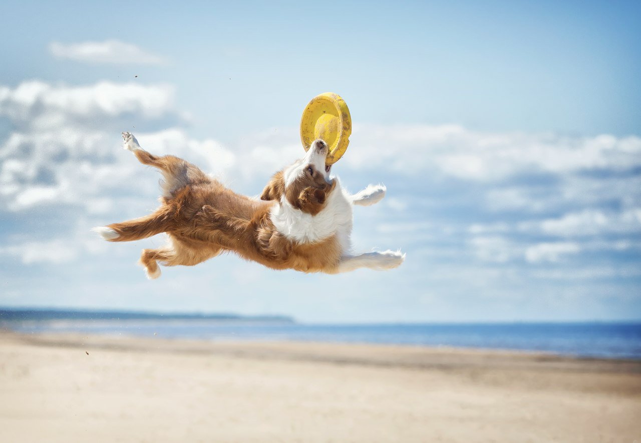 Plajda sarı renkli bir frizbi ile oynayan köpek
