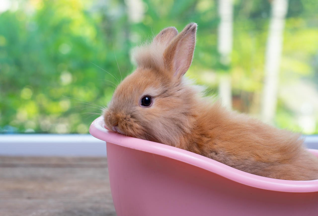 minik sevimli tavşan