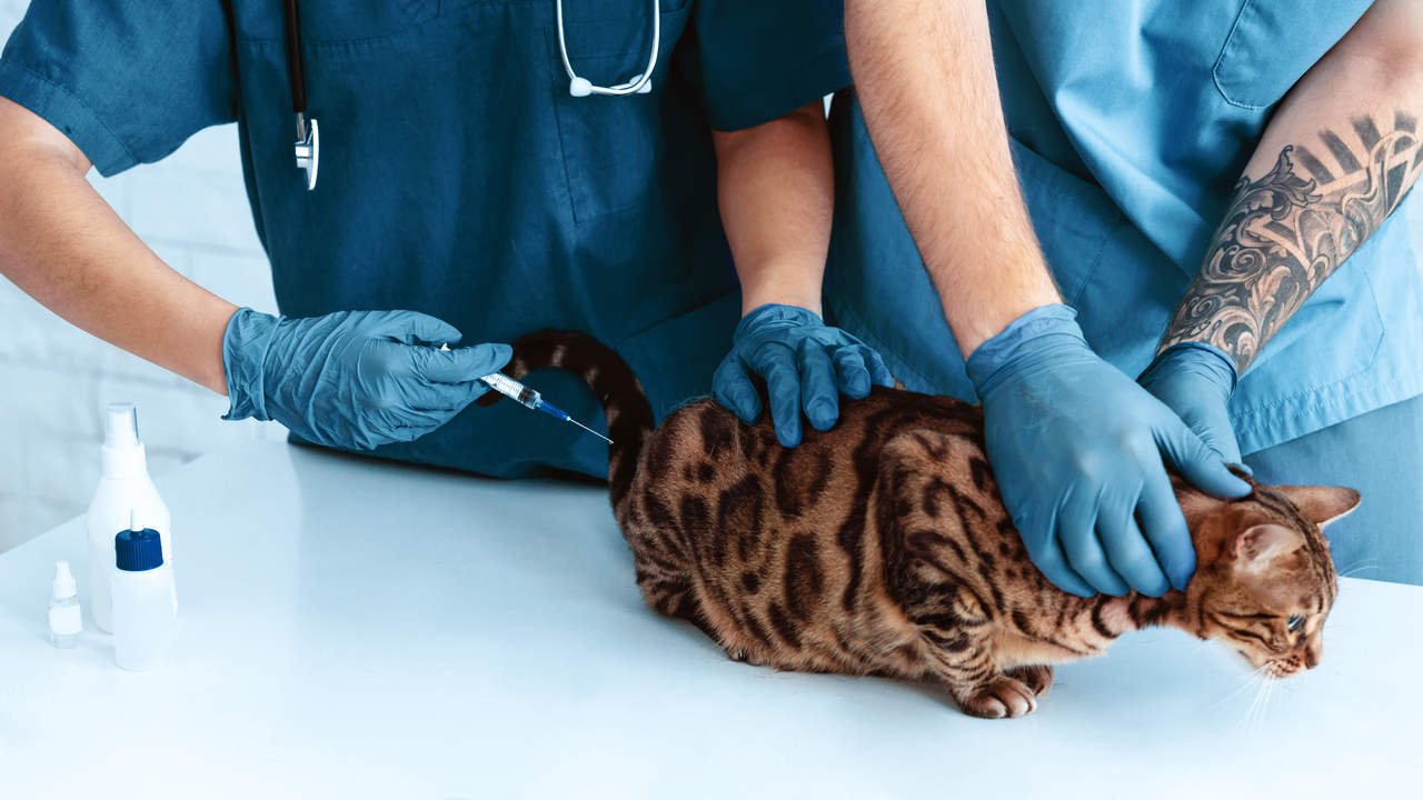 bir kediye zorunlu kedi aşıları uygulayan veteriner hekim ve yardımcısı