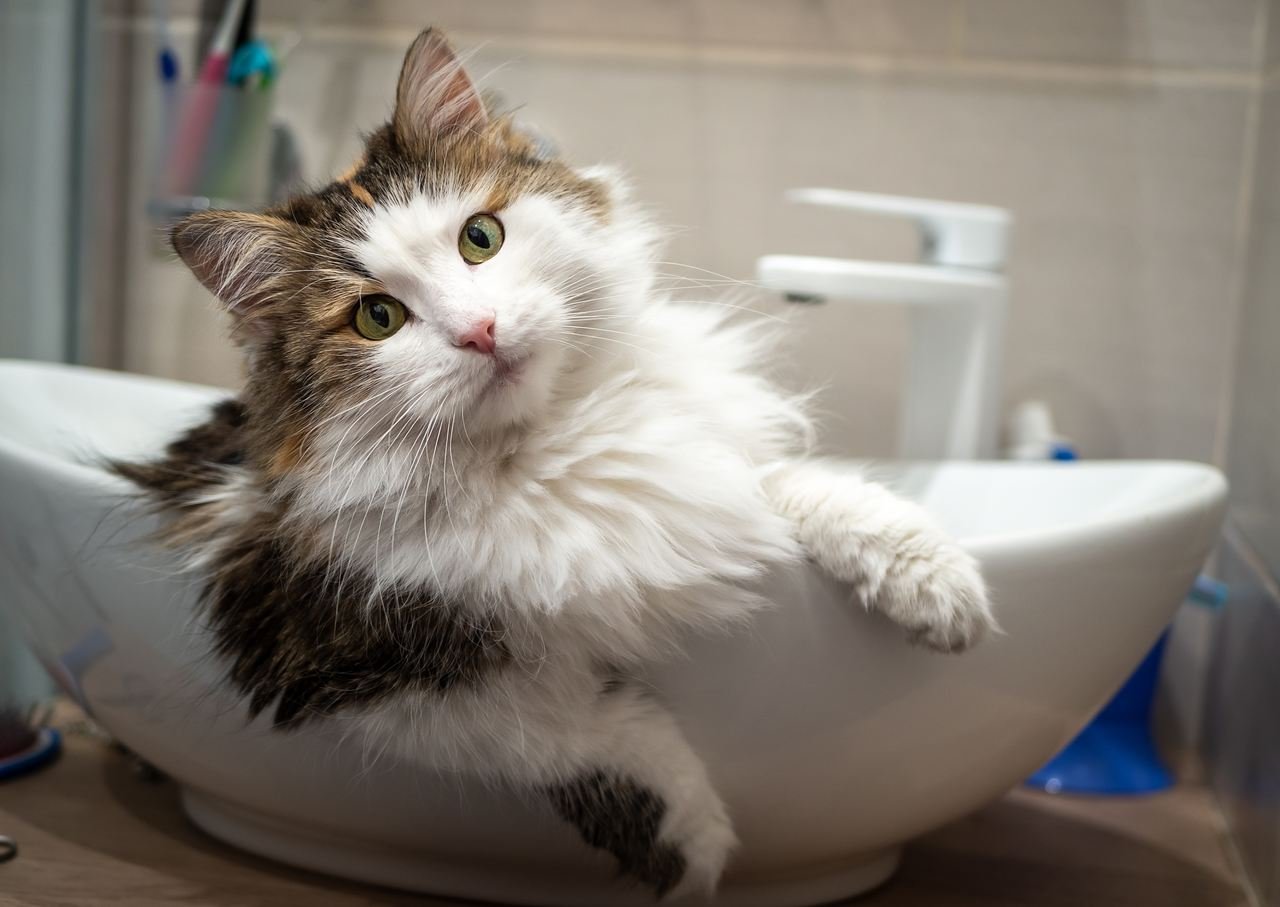 lavabonun içerisine girmiş sevimli ve bir o kadar munzur bakan kedi