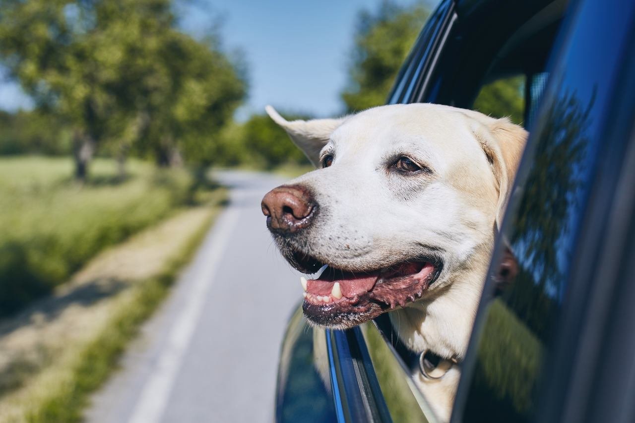 Arabada yolculuk yapan köpek