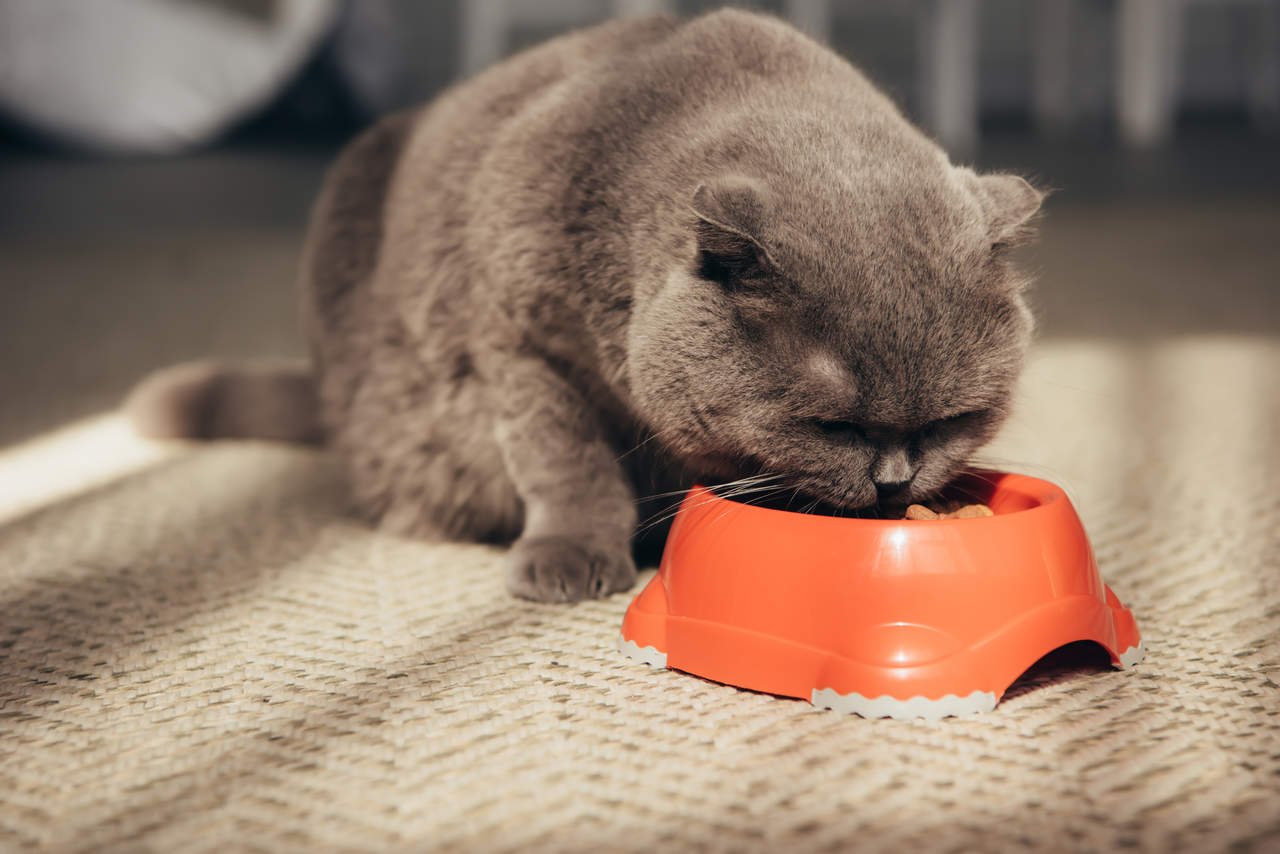 kırmızı yemek kabında tahıl yiyen gri kedi