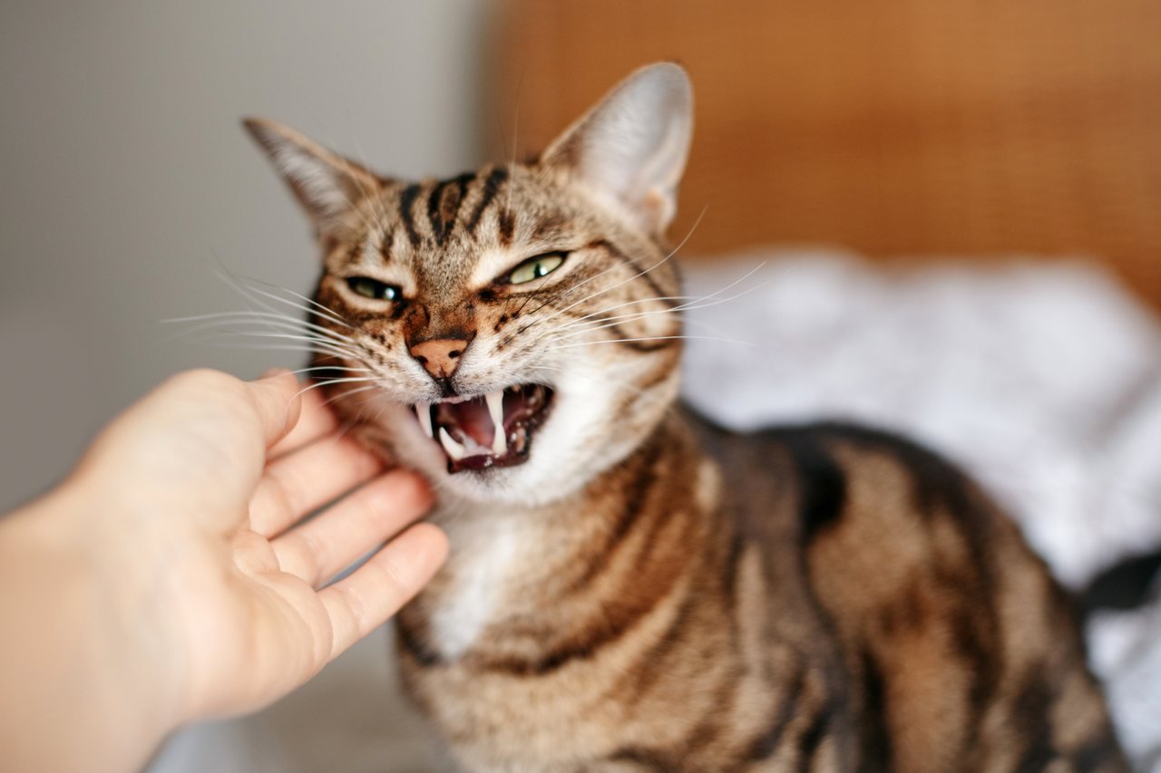dişlerini göstermiş vahşi kedi