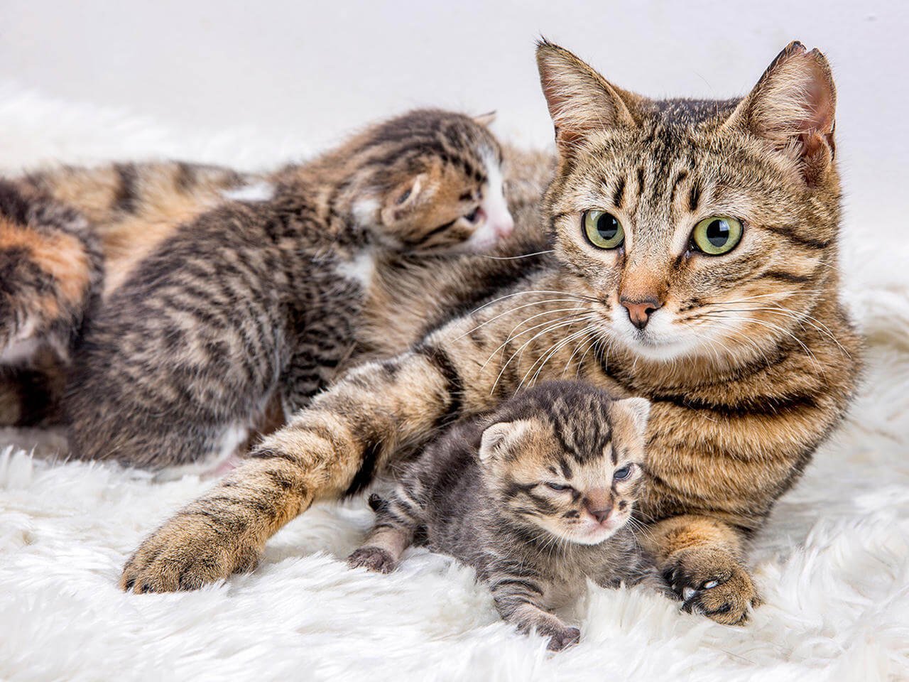 Yavruları ile birlikte yumuşak bir minder üzerinde uzanan anne kedi