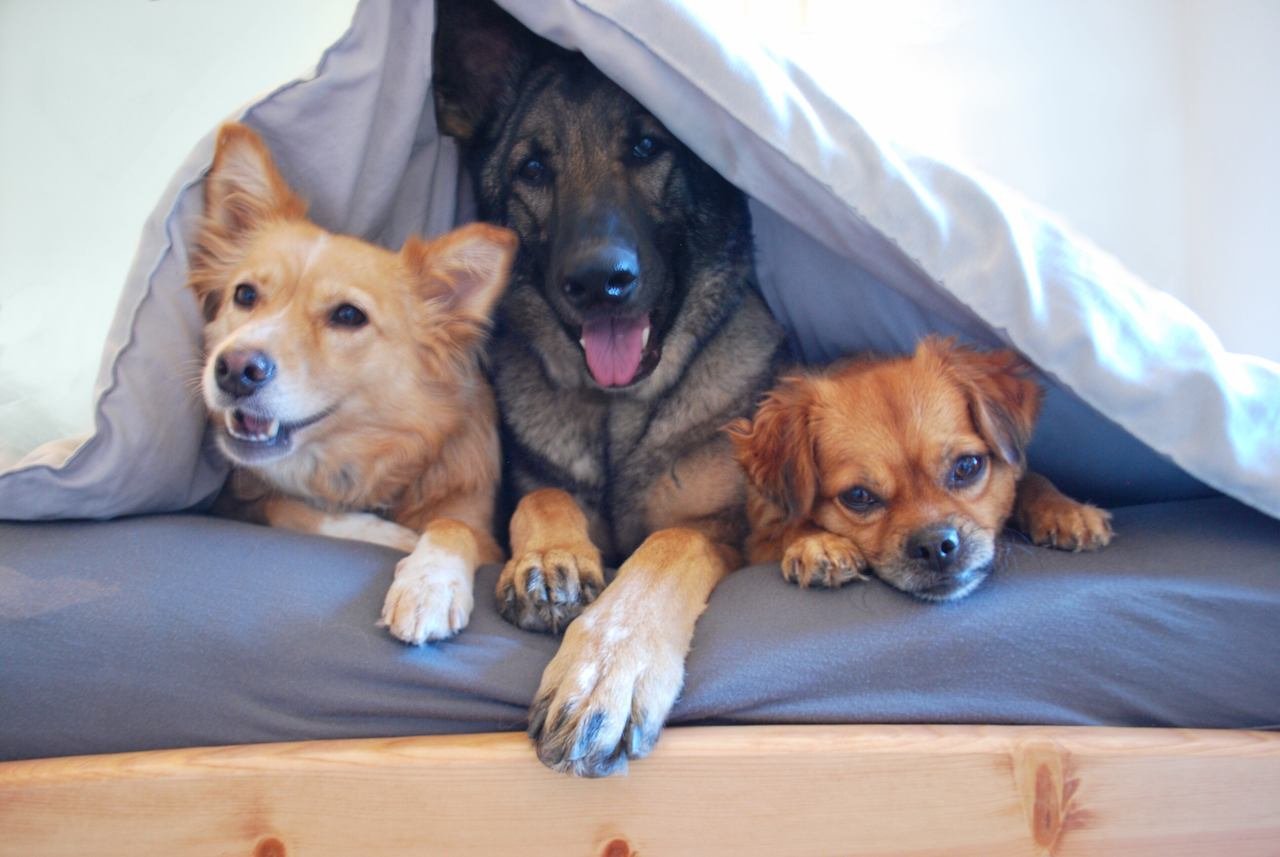köpeklerde uyuz belirtileri gösteren üç sevimli köpek