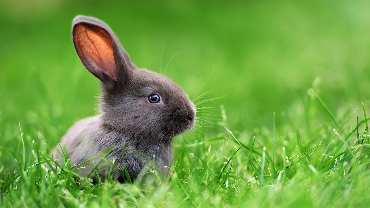 Çimlerin arasında duran küçük koyu renkli tavşan