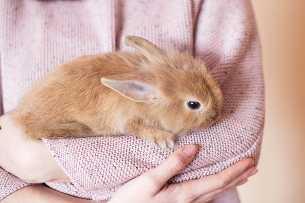 Bir kızın kucağında tuttuğu kahverengi renkli tavşan