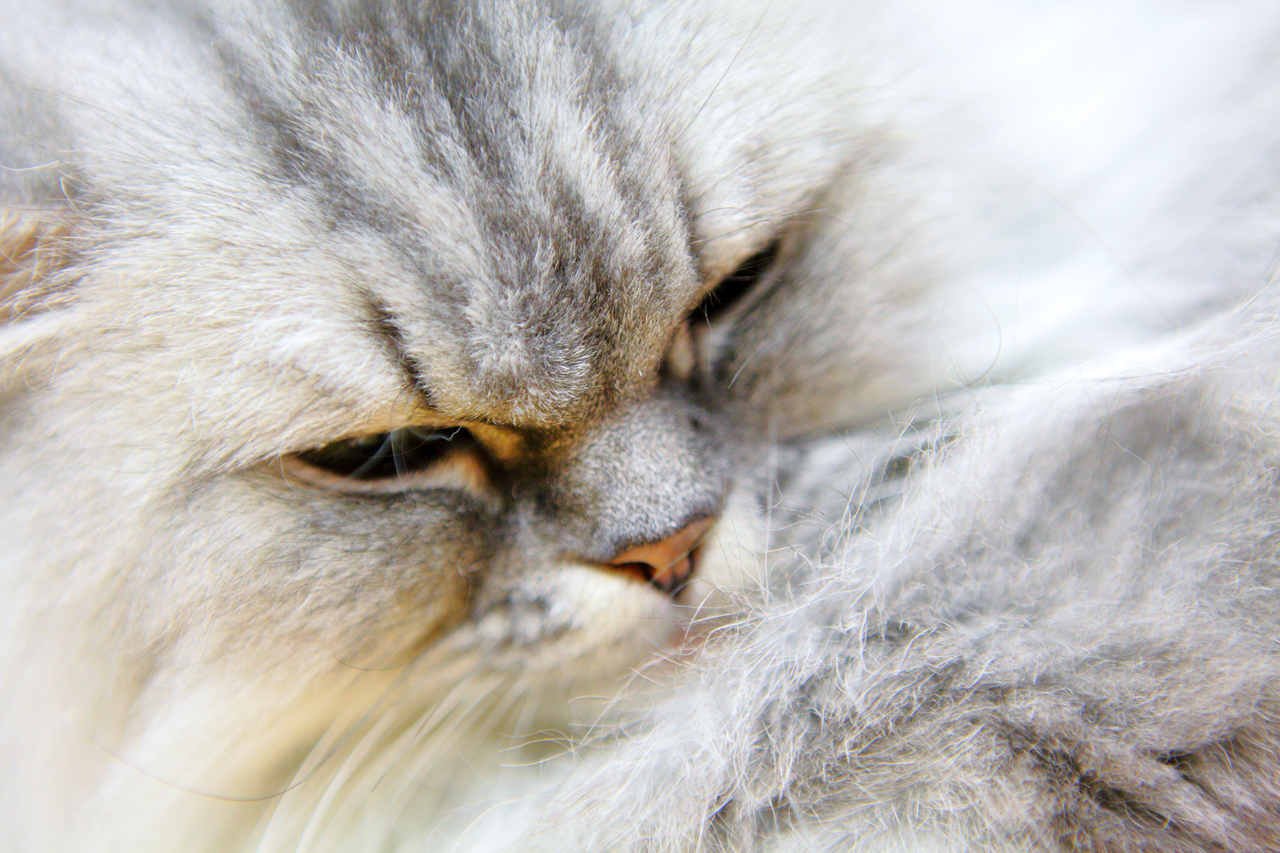 gözlerini kısarak bakan gri kırçıllı kedi