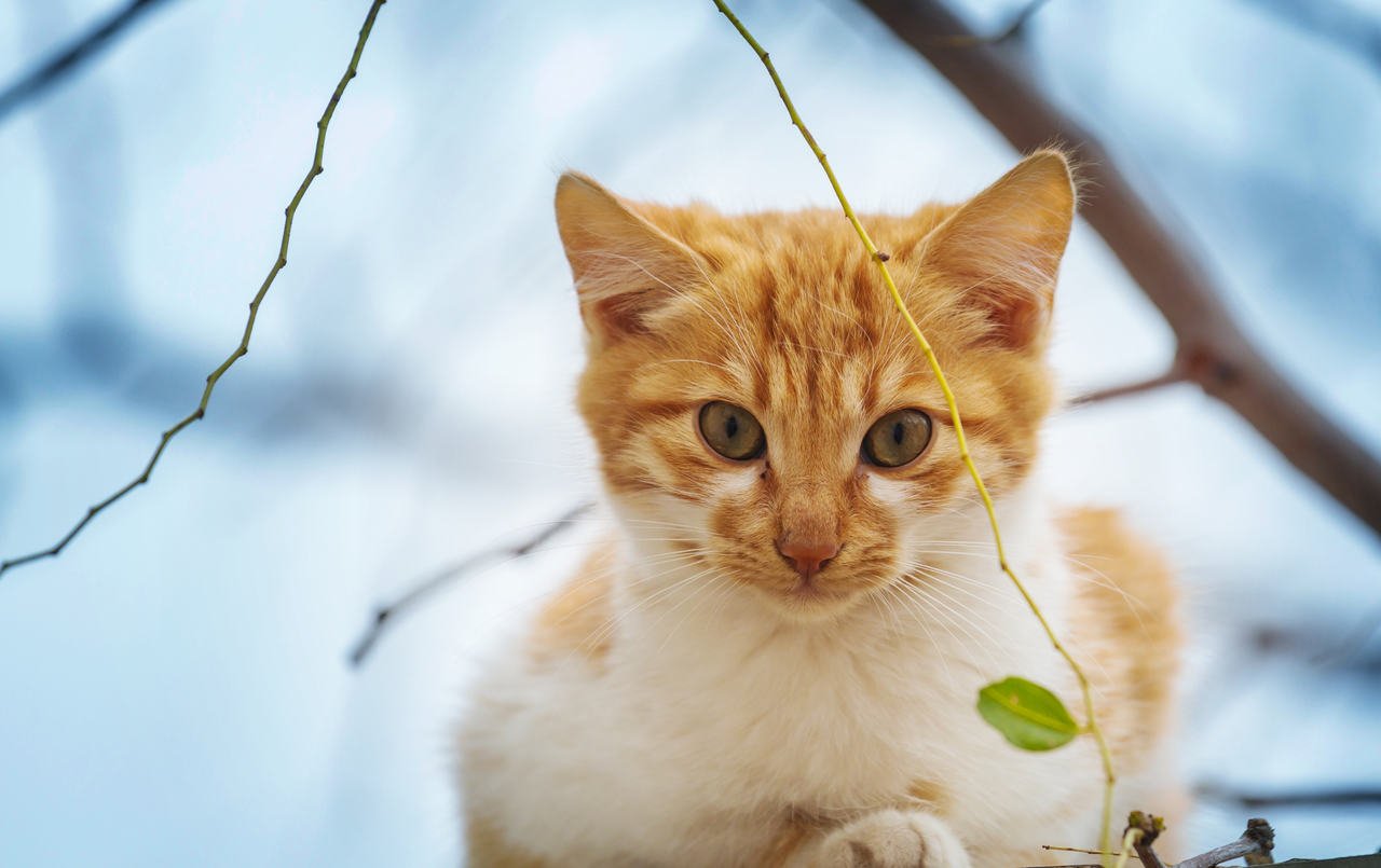 arkasında ağaç dalı bulunan sarı kırçıllı yavru kedi