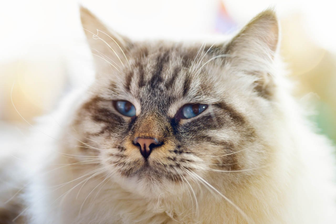 uzaklara bakan gri renkli mavi gözlü kedi