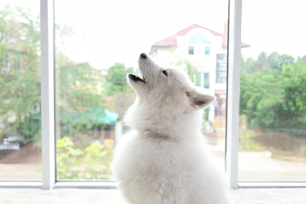 evin penceresinin önünde uluyan kurt köpeği