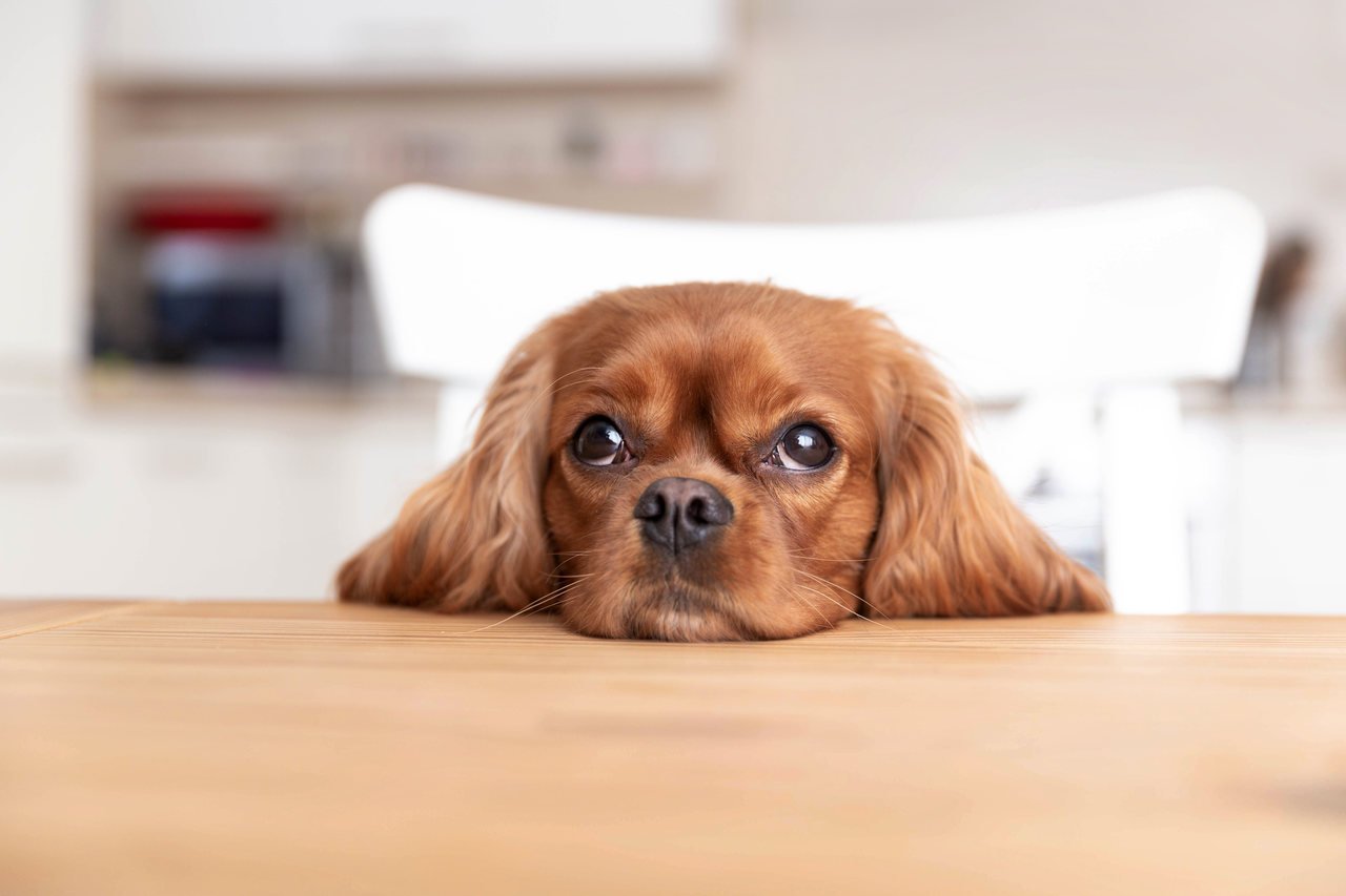 başını masanın üzerine koymuş sevimli köpek