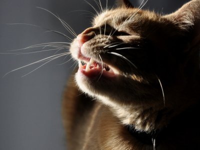 kedi hapşırması yaşayan sarman bir kedi