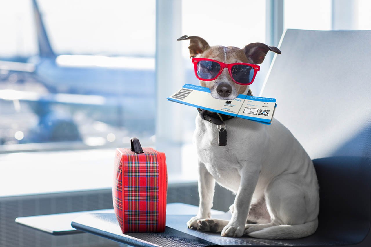 kırmızı gözlük takmış ağzında bilet olan köpek