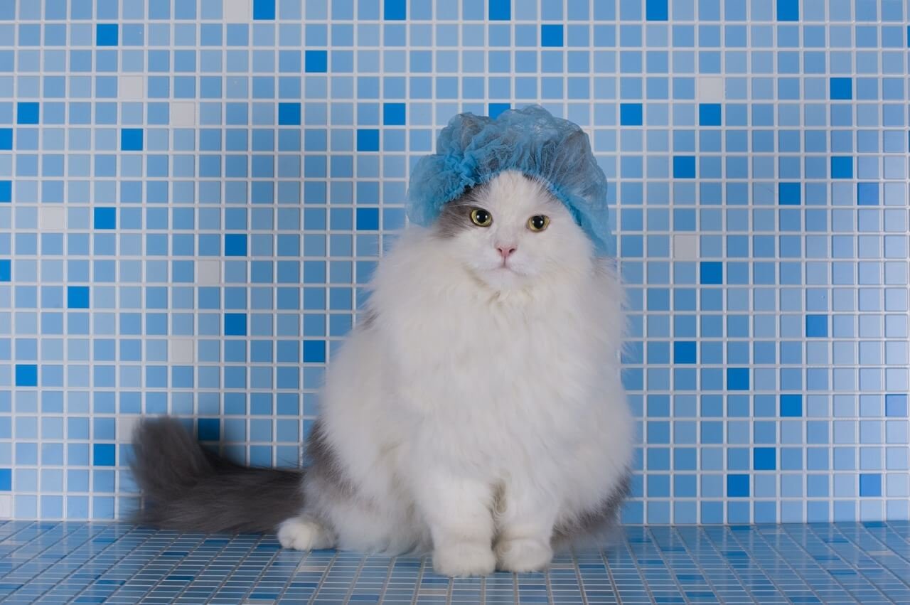 mavi mozaik taşları bulunan banyoda kafasında bone olan çok tüylü kedi