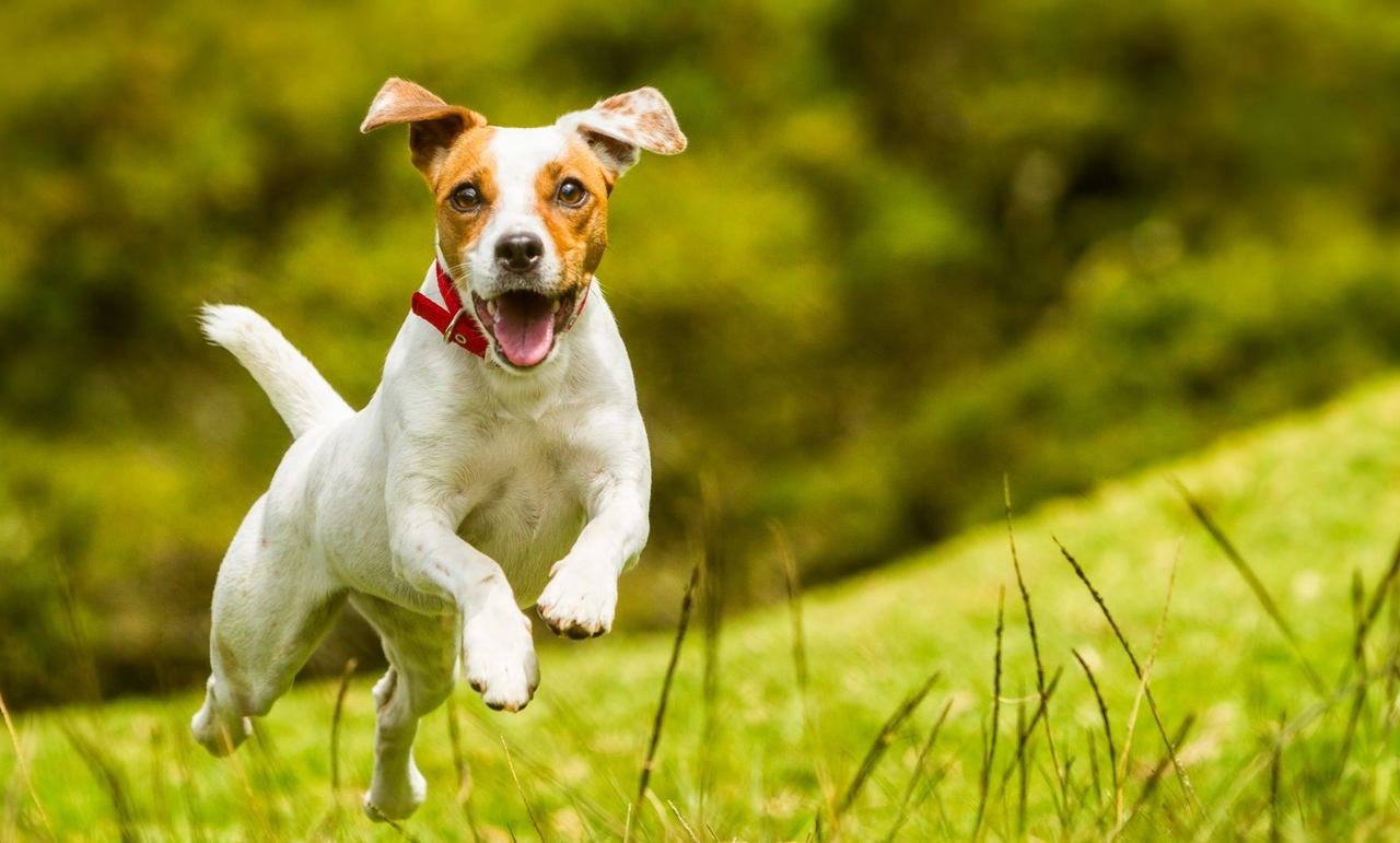 Çimler üzerinde zıplayarak oynayan mutlu köpek
