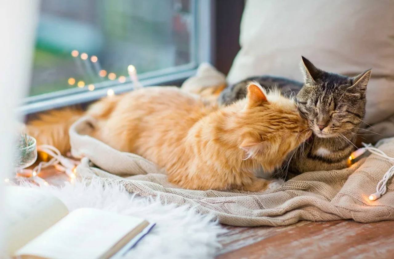 uzun beyaz bir örtünün üzerine yatmış ve kedi kısırlaştırma işlemi yapılmış iki kedi