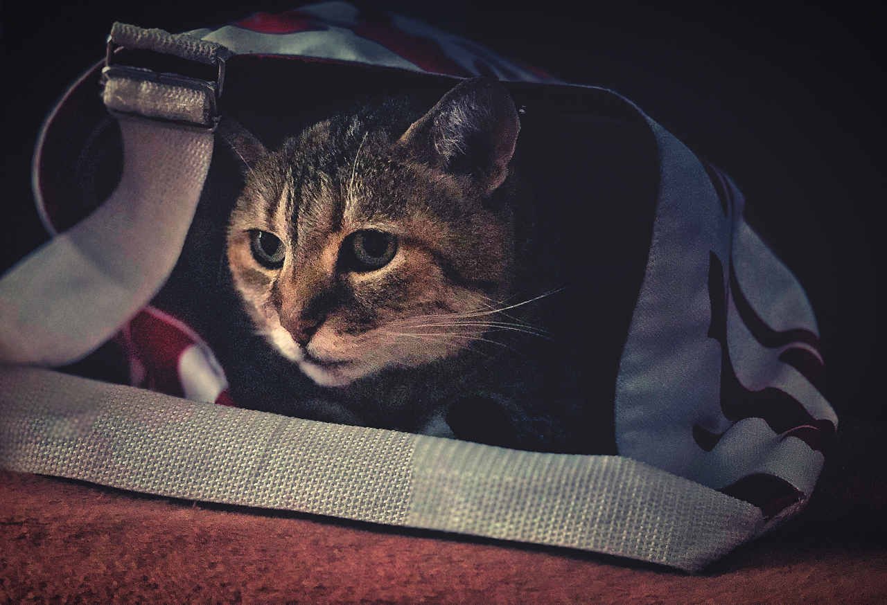 battaniyenin altına yatmış küçük kedi
