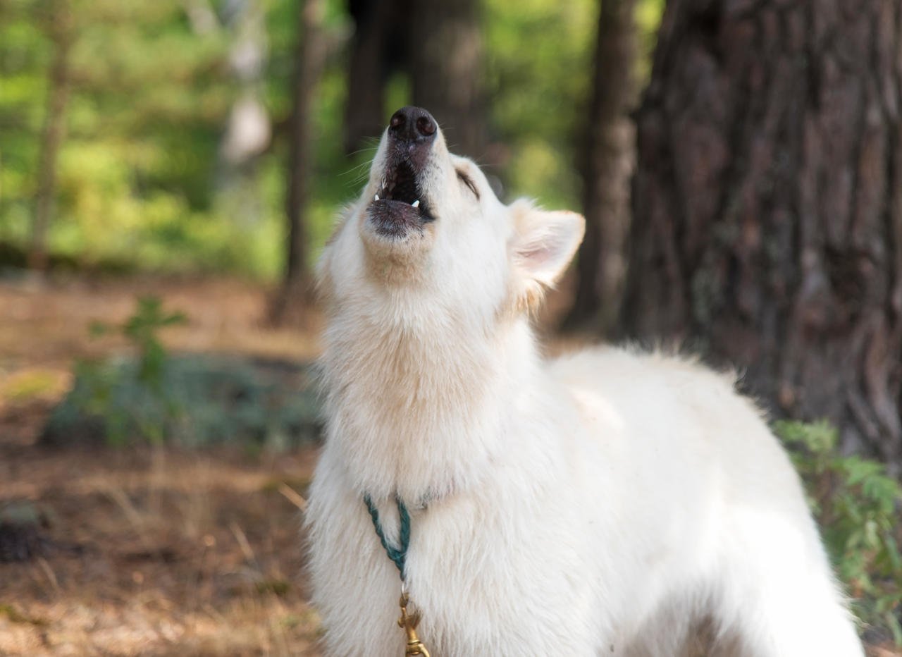 bir parkta uluyan beyaz tüylü köpek