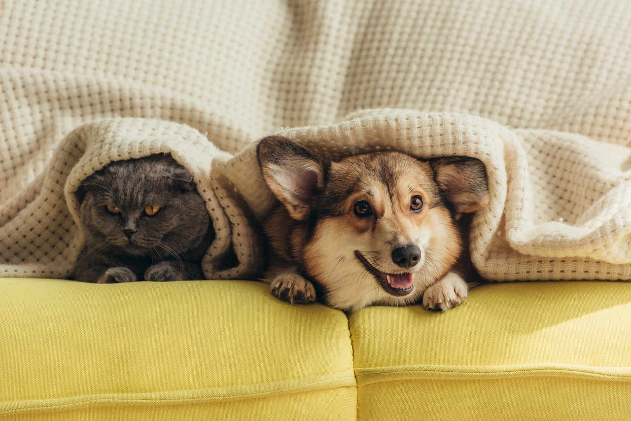 battaniyenin altında yatan kedi ve köpek