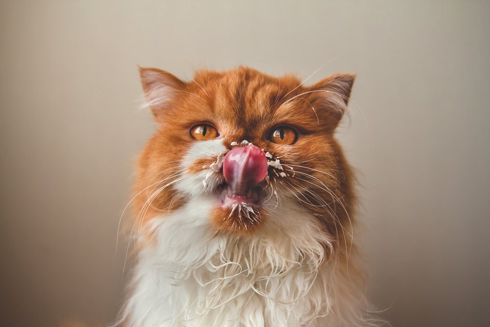 Süt içmiş turuncu bir kedi