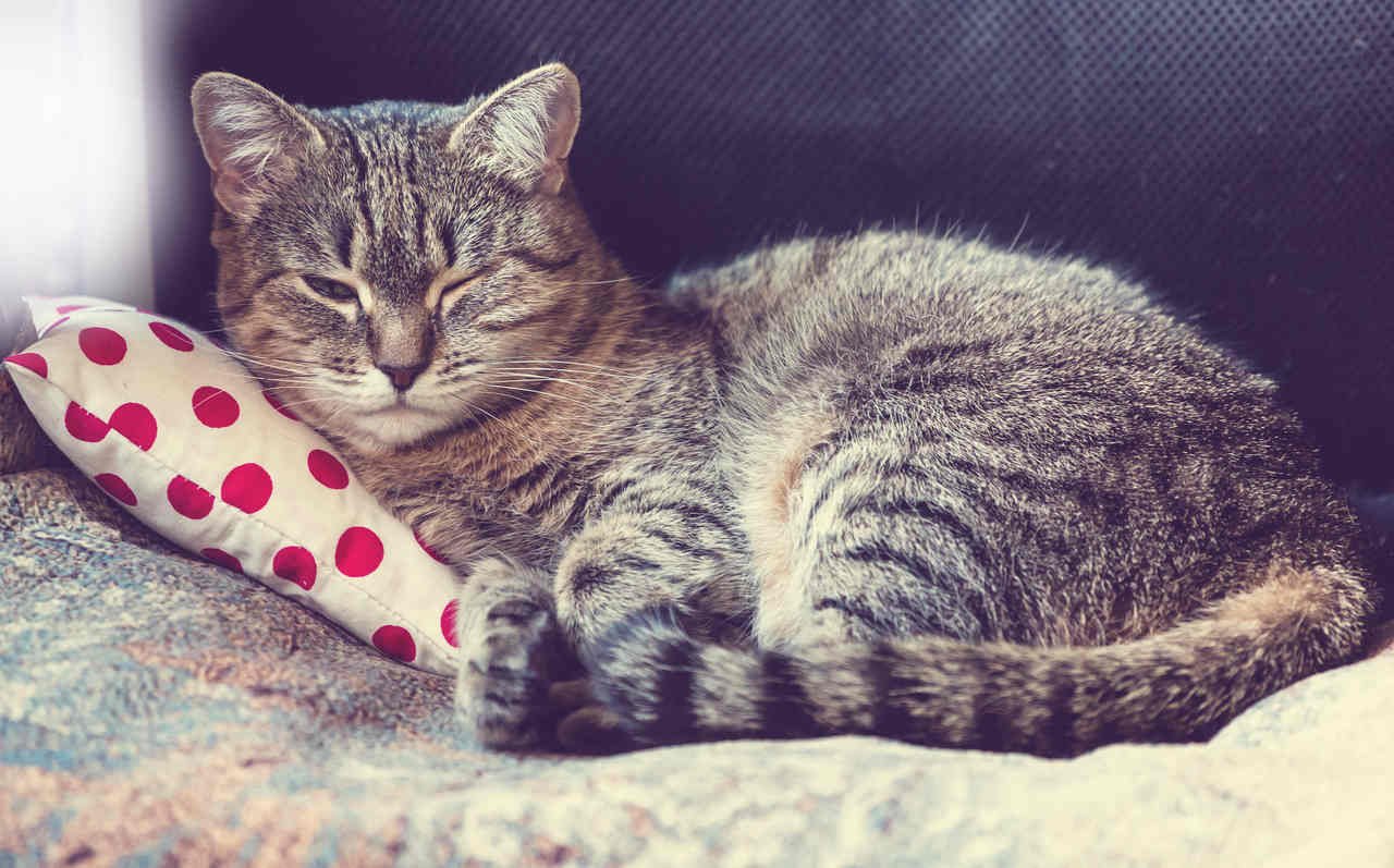 yastığın üzerinde yatan gri kırçıllı kedi