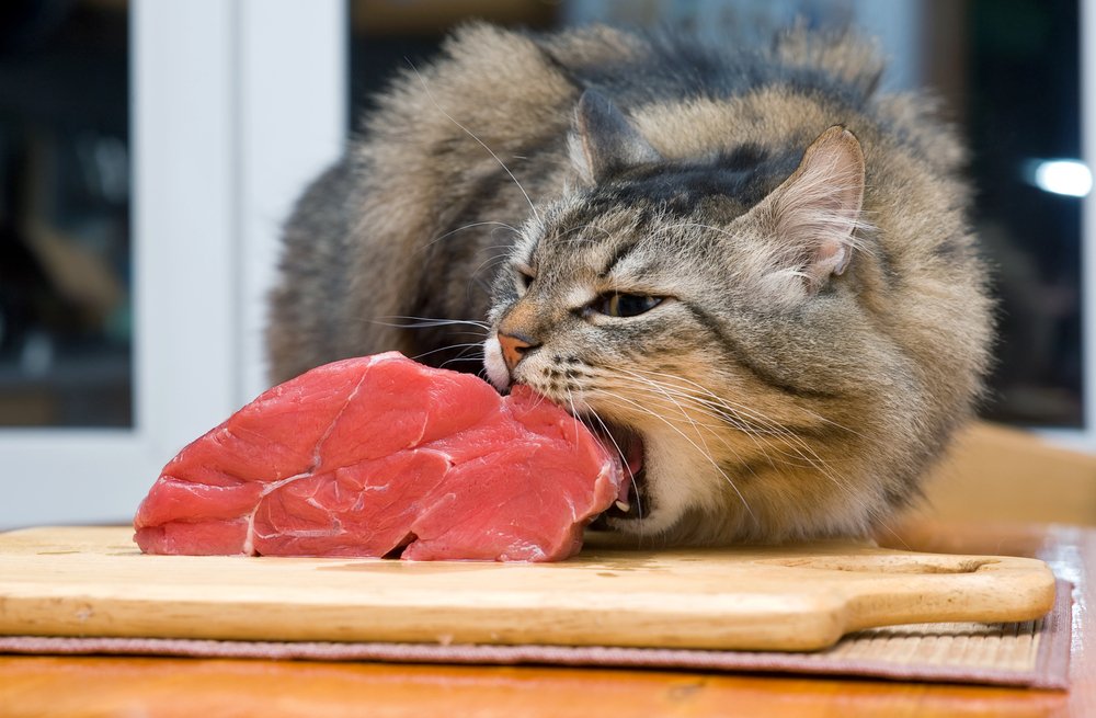 Et ısıran kedi