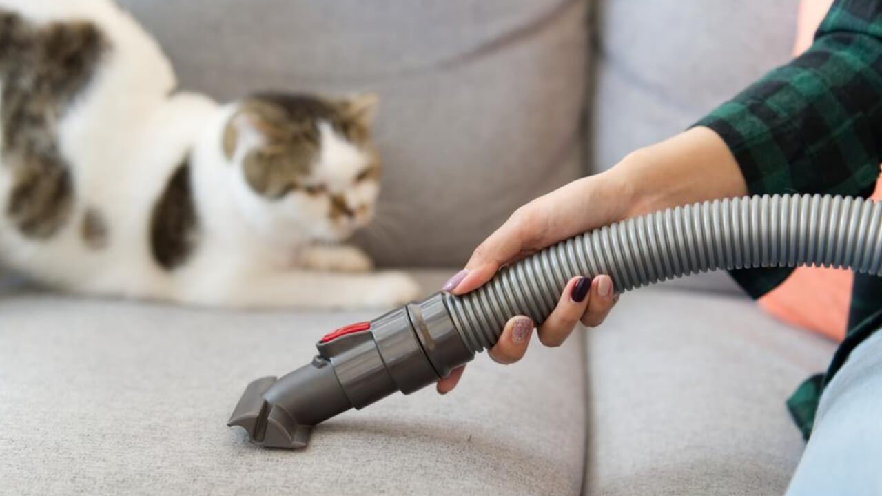 Temizlik önerileri arasında bulunan kedi tüylerinin elektrikli süpürge ile temizlenmesi