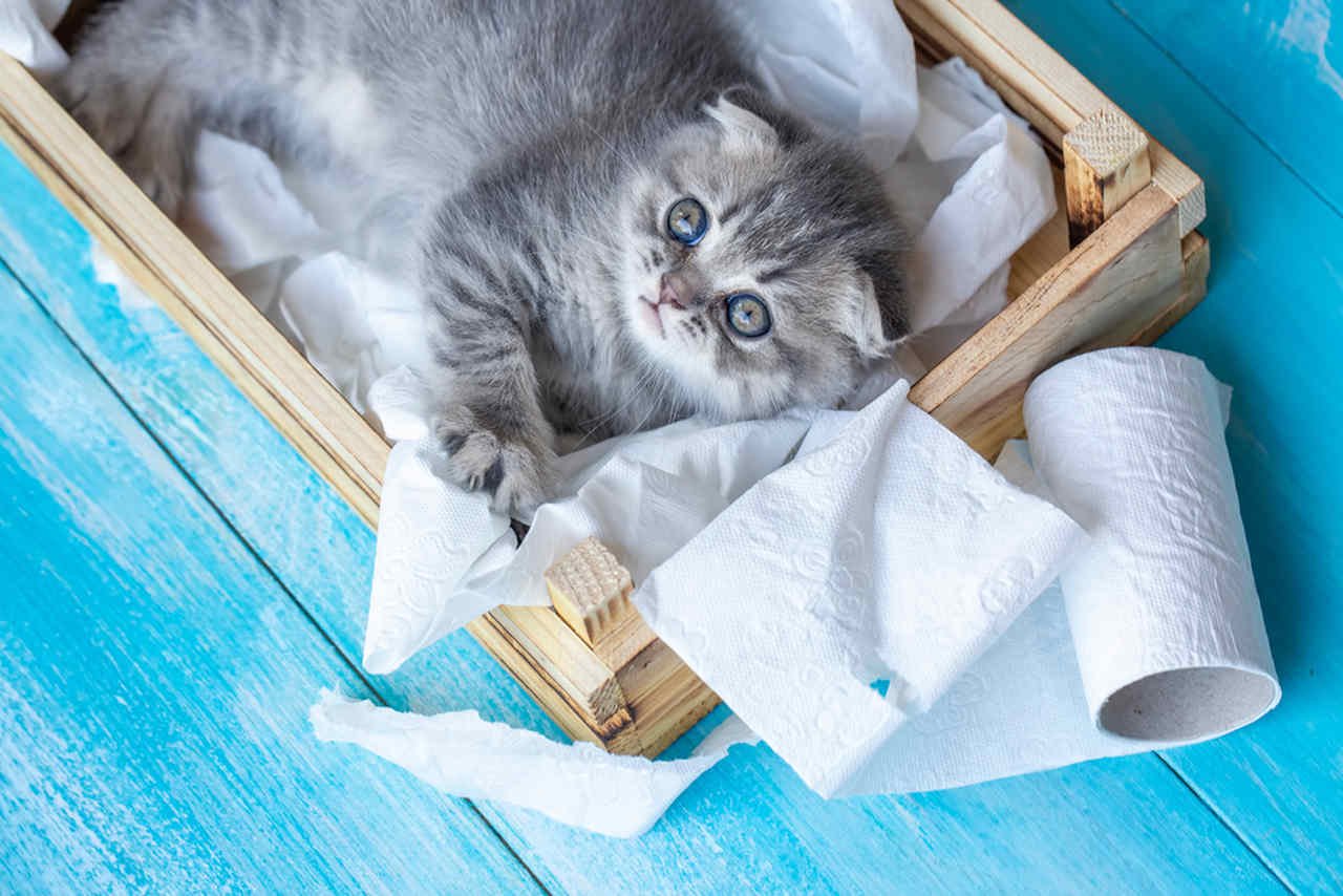tuvalet kağıtlarının yer aldığı kasada yatan kedi