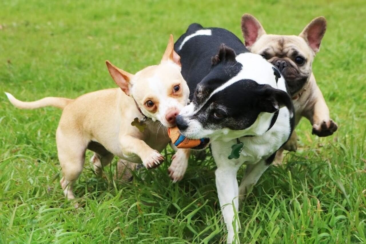 açık havada beraber top oynayan üç köpek