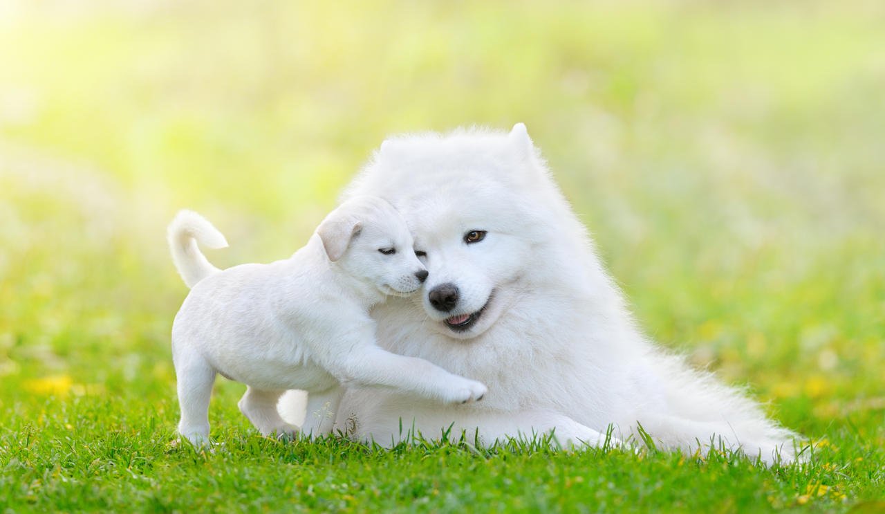 beyaz tüyleri olan yavru köpek ve ona sarılan annesi