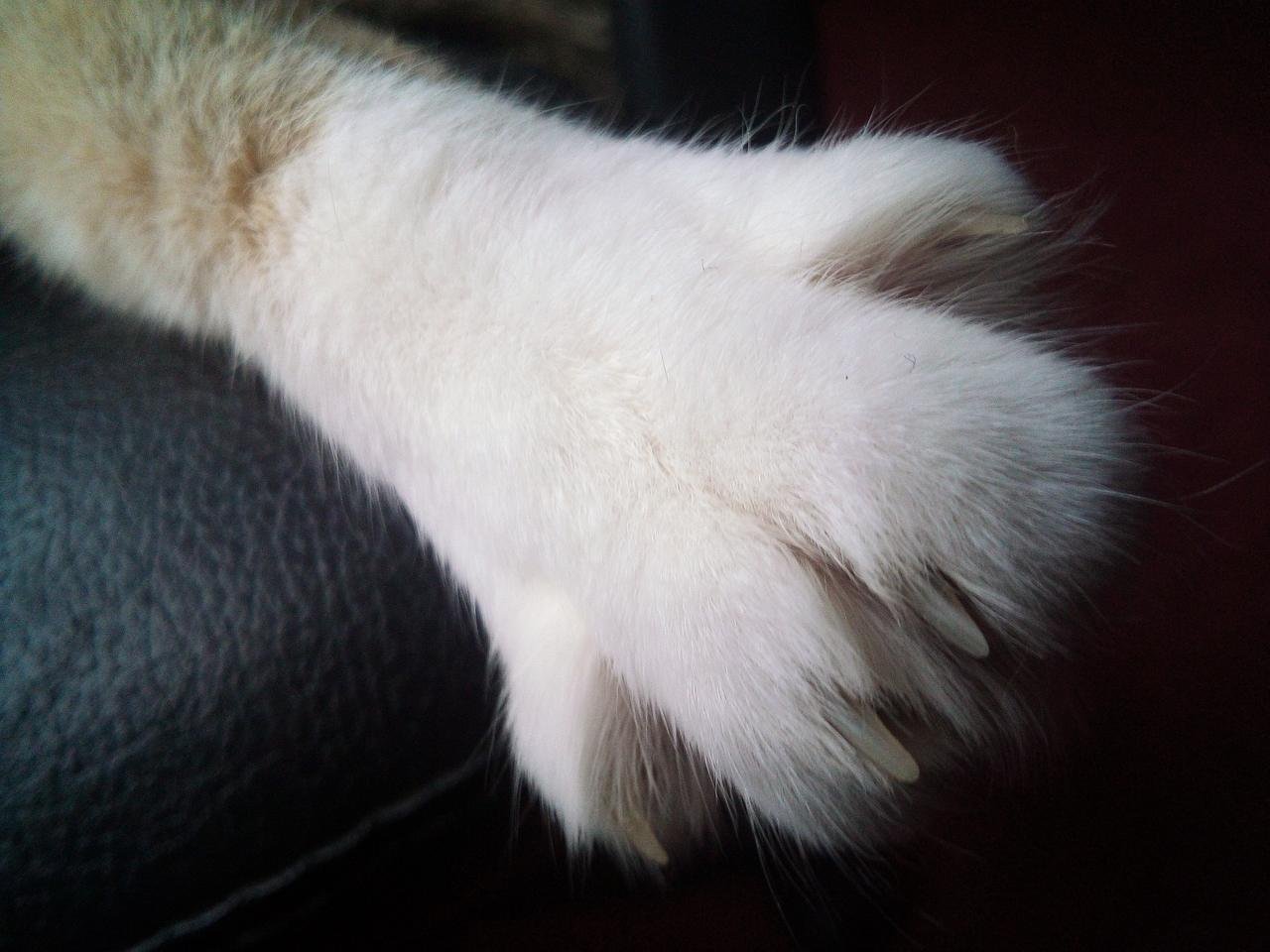 koltuğun üzerinde duran bir kedi patisi